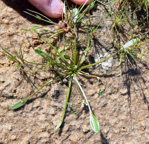 Wahlenberg's Water-plantain (Alisma wahlenbergii)