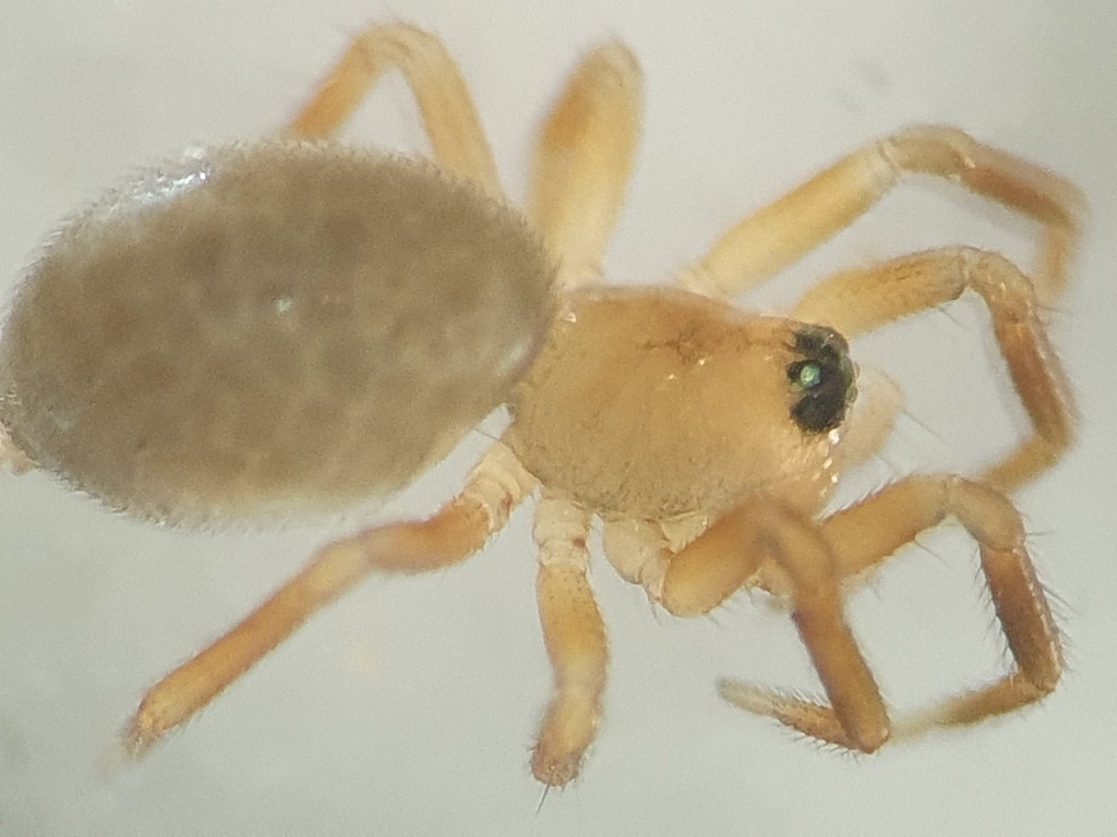 Peponocranium praeceps