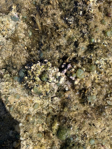 Dendropoma observed 2023-06-30