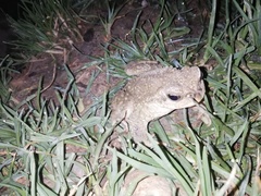 Rhinella spinulosa