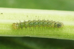 Plusia festucae