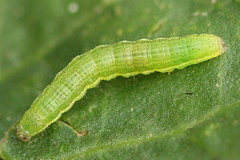 Plusia festucae