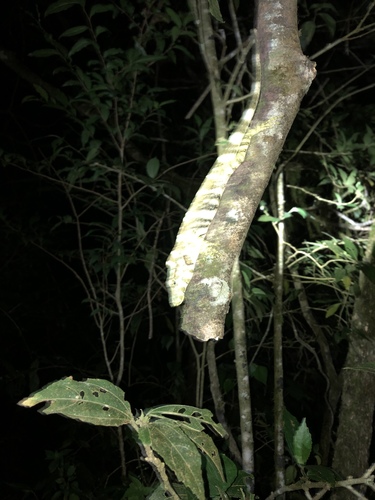 Decorated Anole, Anolis insignis