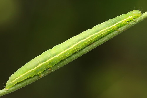 Gold Spot
