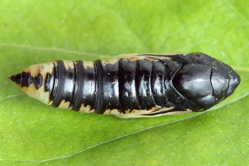 Gold Spot