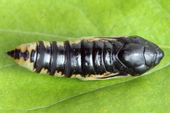 Plusia festucae