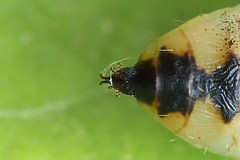 Plusia festucae