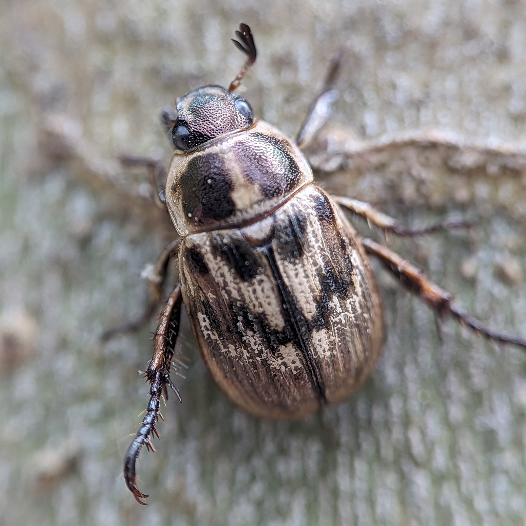 Oriental beetle (Anomala orientalis)