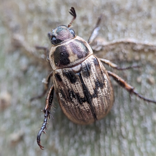 Oriental Beetle photo 3
