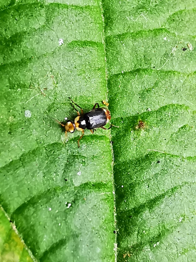 Hypebaeus albifrons