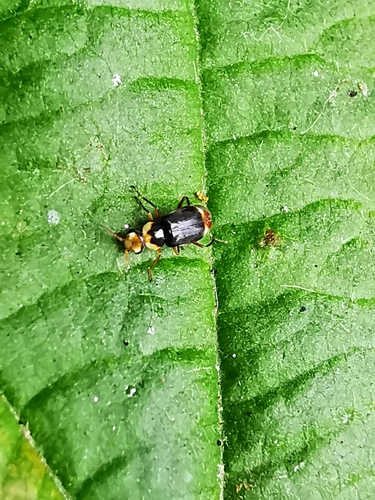Hypebaeus albifrons