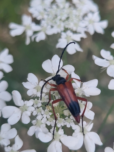 Stictoleptura rufa