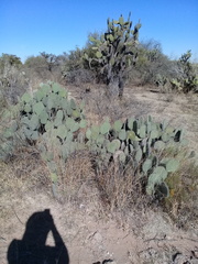 Opuntia joconostle
