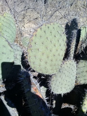 Opuntia joconostle