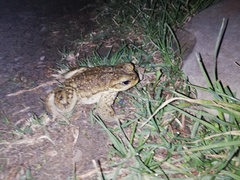 Rhinella spinulosa