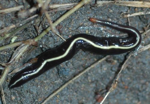 Blue Garden Flatworm, photo 5 of 10