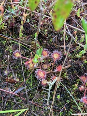 Drosera rotundifolia image