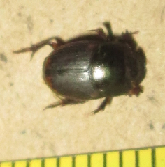 Onthophagus vinctus