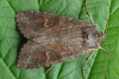 Polia bombycina