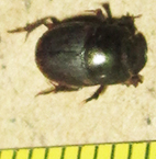 Onthophagus vinctus