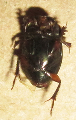 Onthophagus vinctus