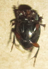 Onthophagus vinctus