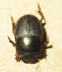 Onthophagus vinctus