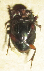 Onthophagus vinctus