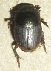 Onthophagus vinctus