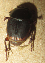 Onthophagus vinctus