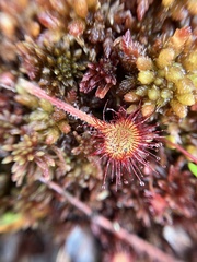 Drosera rotundifolia image