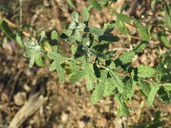 Buddleja scordioides