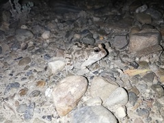 Pleurodema cinereum