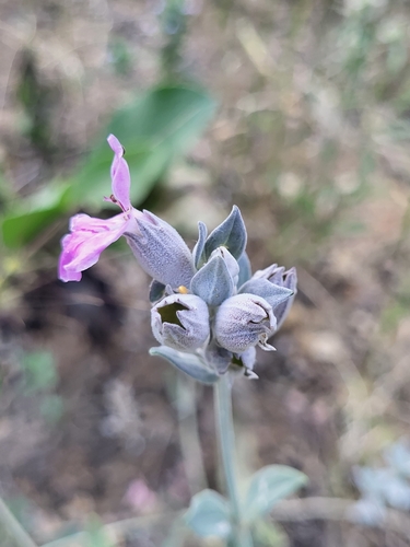 Stachys inflata