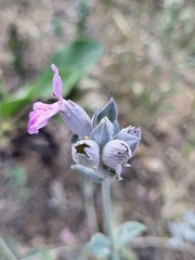 Stachys inflata, photograph (c) Jacek Pietruszewski, some rights reserved (CC BY)