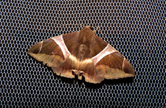 Bastilla crameri