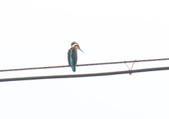 Alcedo atthis bengalensis
