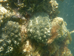 Polyclinum marsupiale