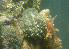 Polyclinum marsupiale