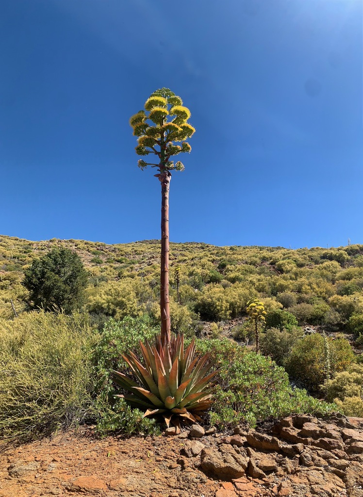 Agave moranii