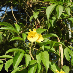 Tecoma stans sambucifolia