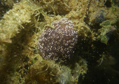 Aplousobranchia