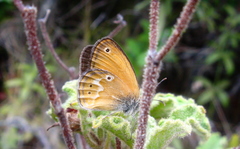 Coenonympha corinna