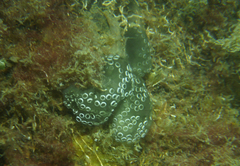 Aplousobranchia