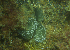 Aplousobranchia