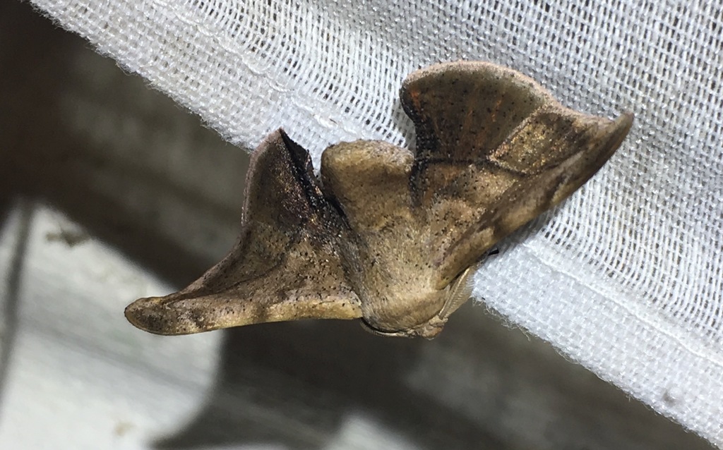 Gonogramma thermesia
