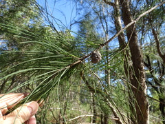 Allocasuarina decaisneana