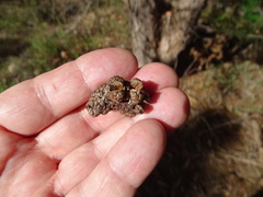 Allocasuarina decaisneana