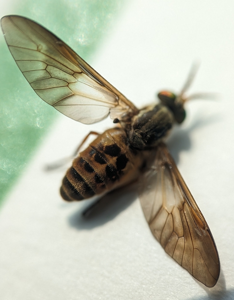 Atlantic Deer Fly