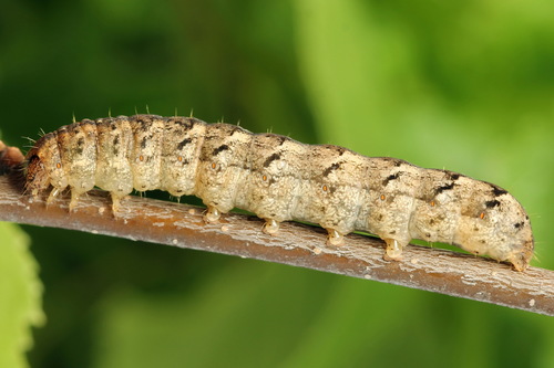 Pilkasis pelėdgalvis nuotrauka